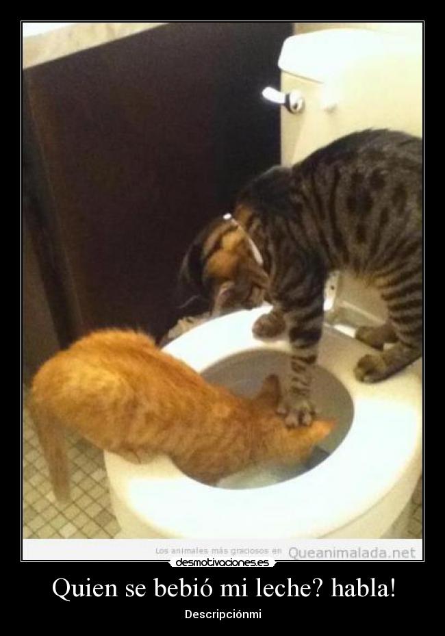 Quien se bebió mi leche? habla! - Descripciónmi