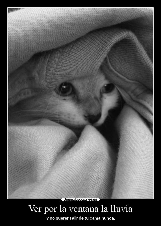 Ver por la ventana la lluvia -