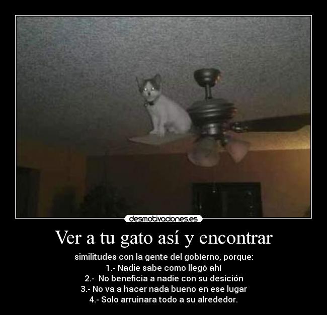 Ver a tu gato así y encontrar -