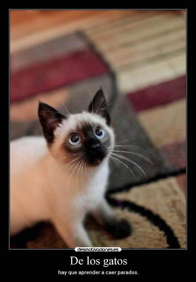 De los gatos - 