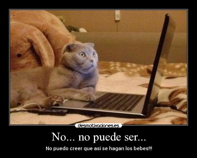 carteles gatoscomputadora bebes sexo asustado impresionado desmotivaciones