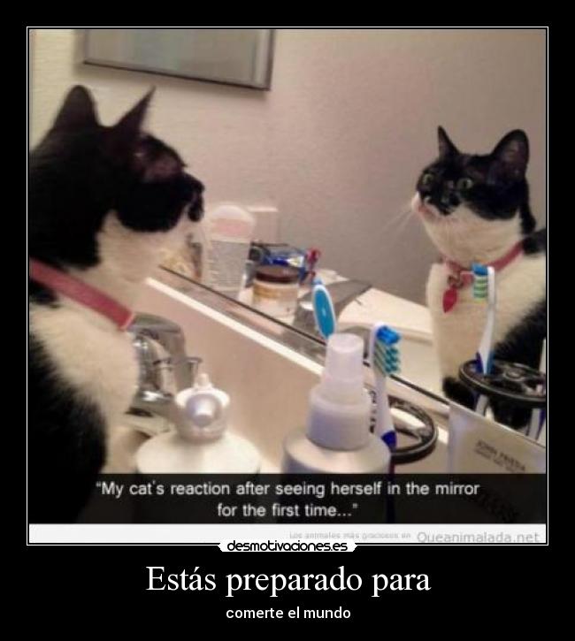 carteles gato desmotivaciones