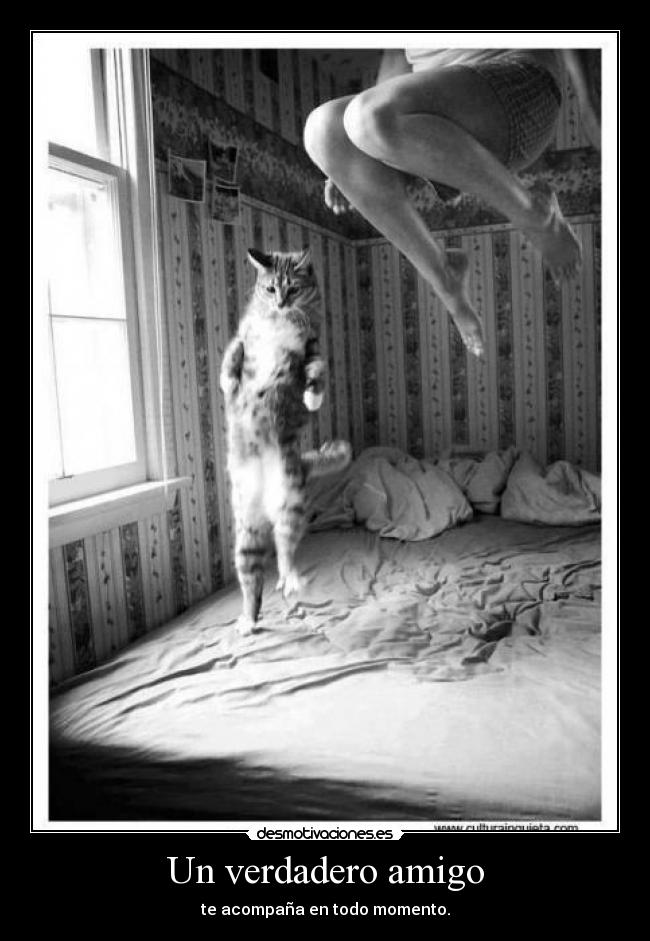 Un verdadero amigo -
