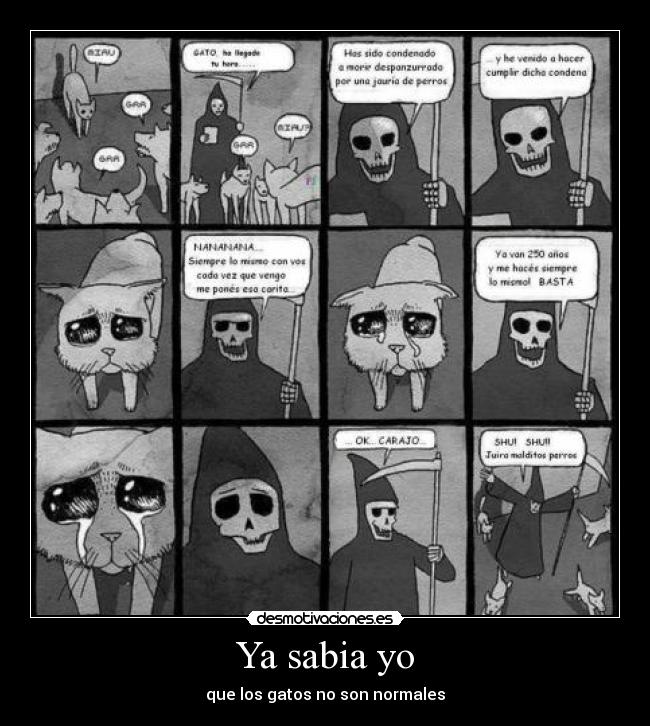 Ya sabia yo - que los gatos no son normales