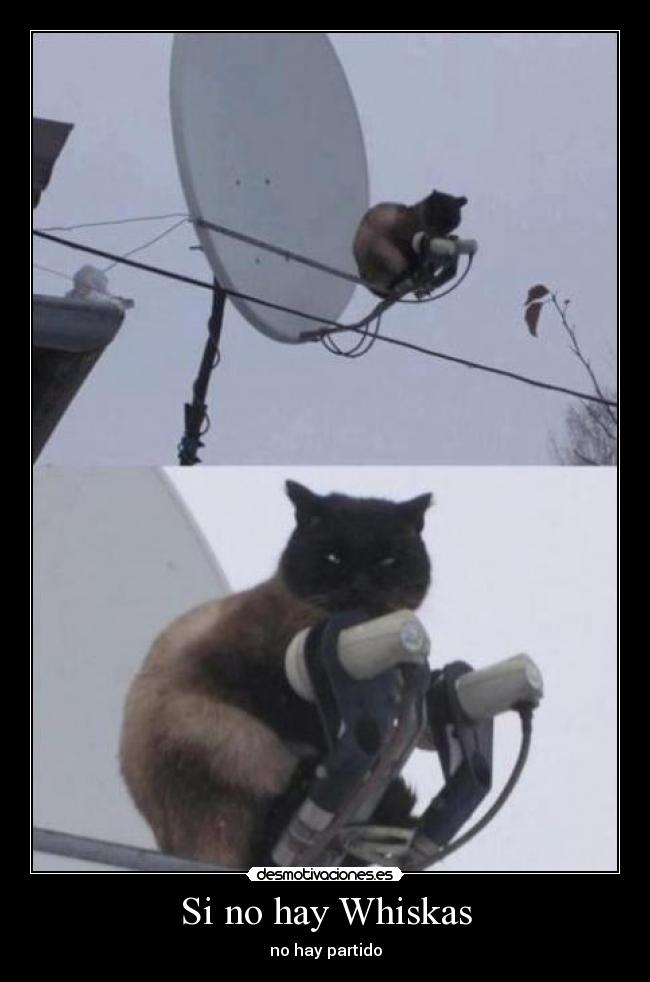 Si no hay Whiskas - 