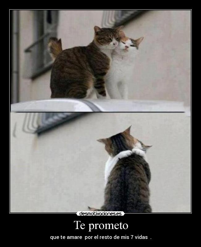 Te prometo - que te amare  por el resto de mis 7 vidas ♥.♥