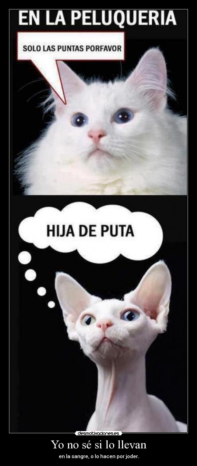 Yo no sé si lo llevan -