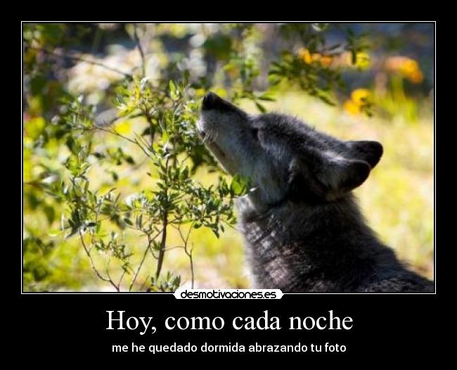 Hoy, como cada noche - me he quedado dormida abrazando tu foto
