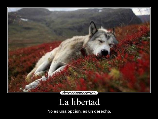 La libertad - No es una opción, es un derecho.