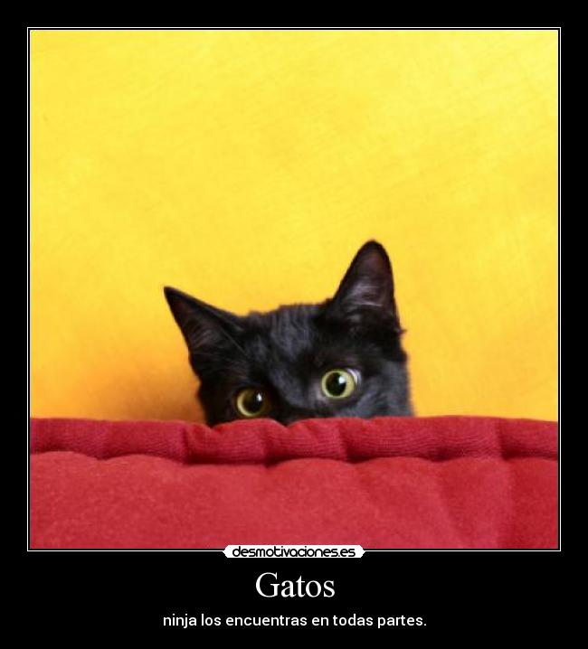 Gatos - ninja los encuentras en todas partes.
