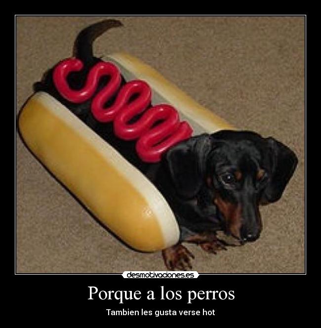 Porque a los perros - Tambien les gusta verse hot