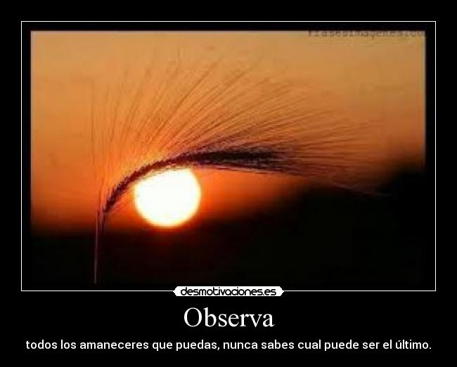 Observa -