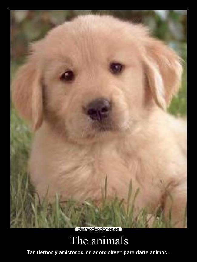 The animals - Tan tiernos y amistosos los adoro sirven para darte animos...