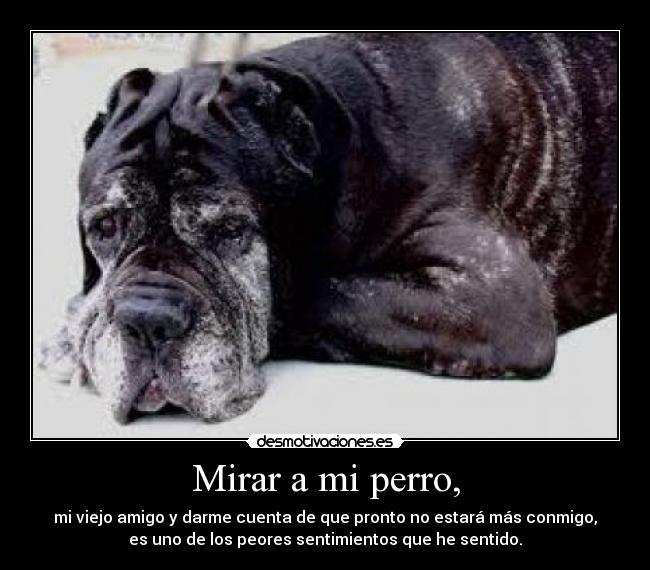 Mirar a mi perro, - mi viejo amigo y darme cuenta de que pronto no estará más conmigo,
es uno de los peores sentimientos que he sentido.