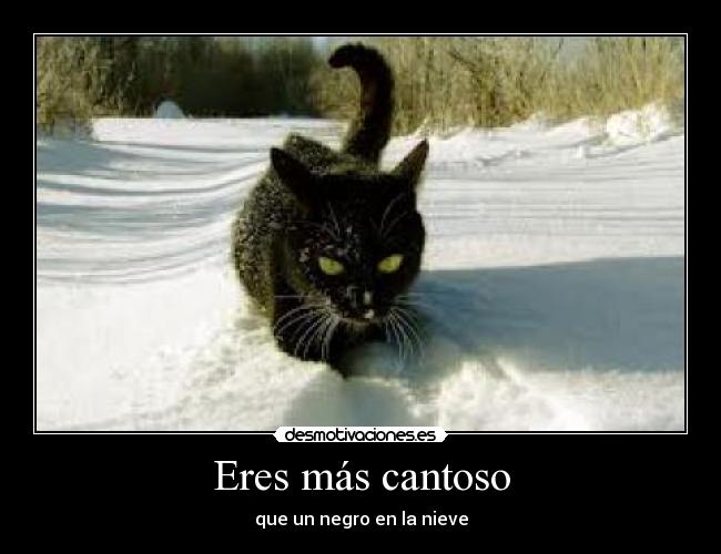 Eres más cantoso -