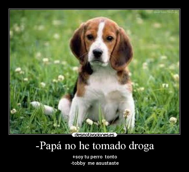 -Papá no he tomado droga -