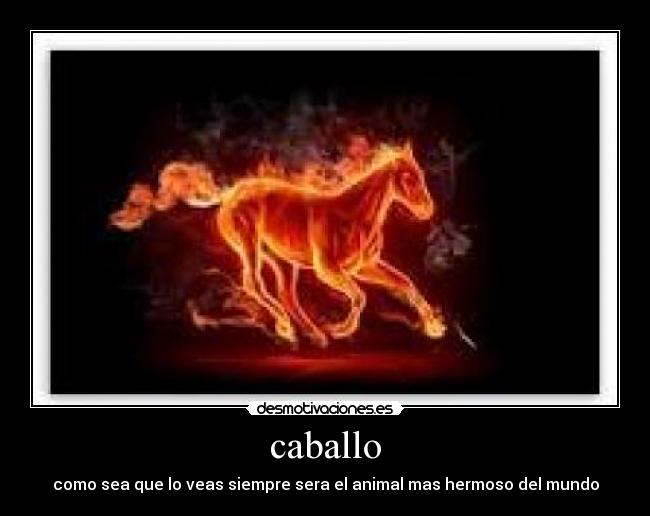 caballo - como sea que lo veas siempre sera el animal mas hermoso del mundo