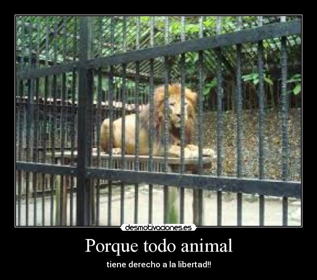 Porque todo animal - tiene derecho a la libertad!!