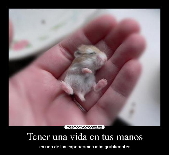 carteles vida wii desmotivaciones