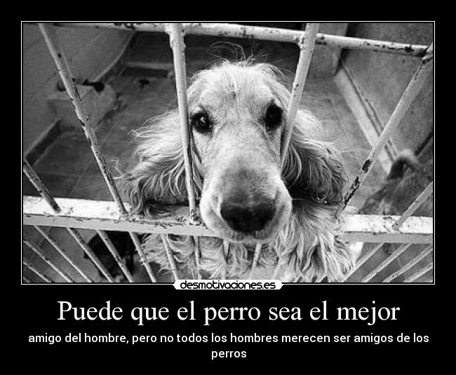 Puede que el perro sea el mejor - 