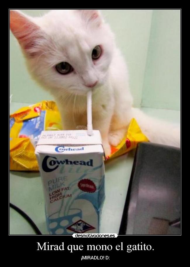 Mirad que mono el gatito. -