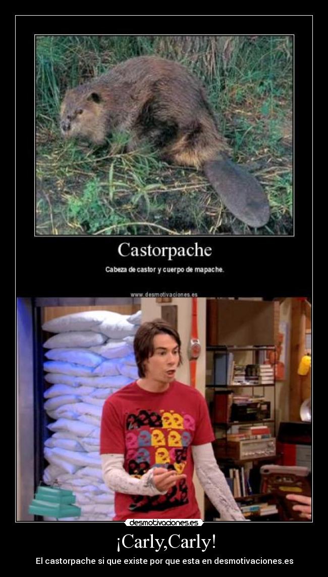 ¡Carly,Carly! -