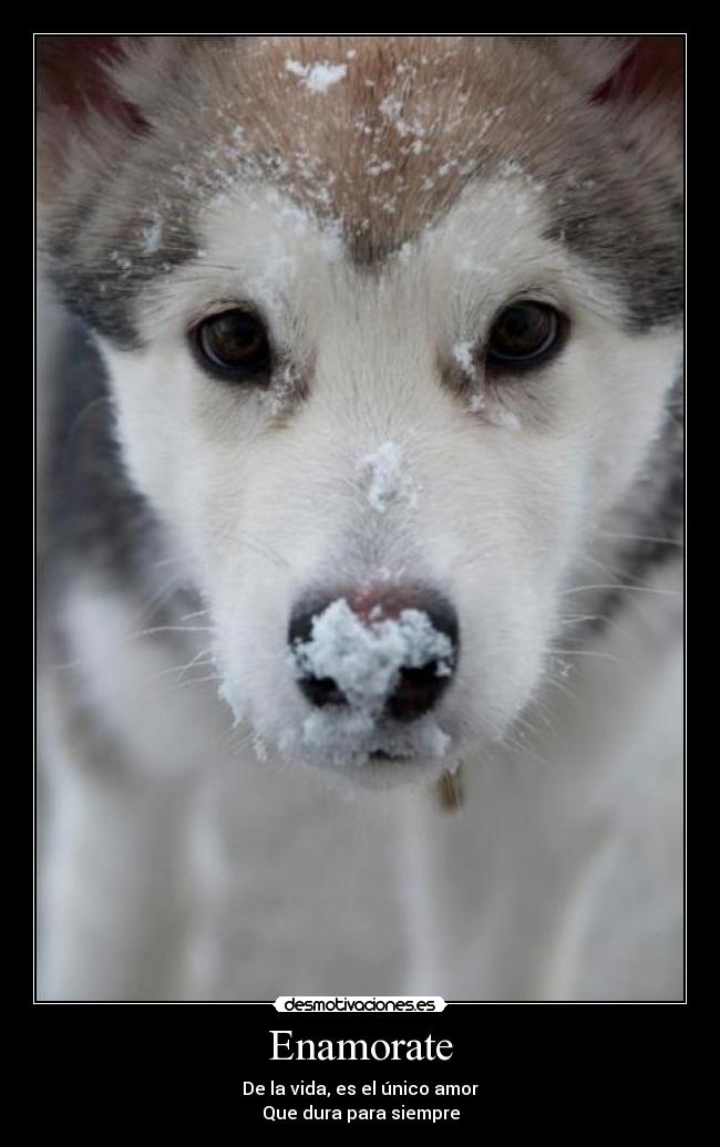 Enamorate - De la vida, es el único amor
Que dura para siempre