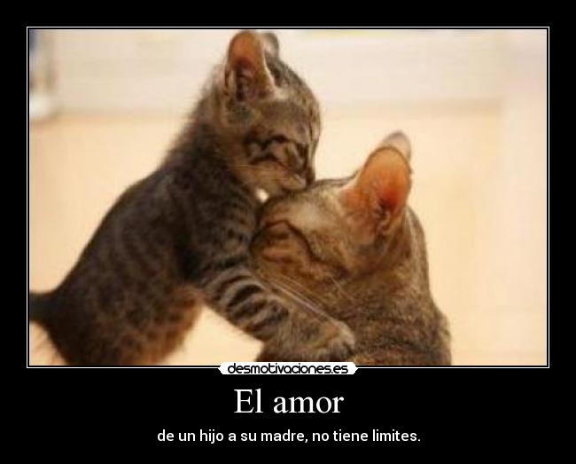 carteles amor amor desmotivaciones