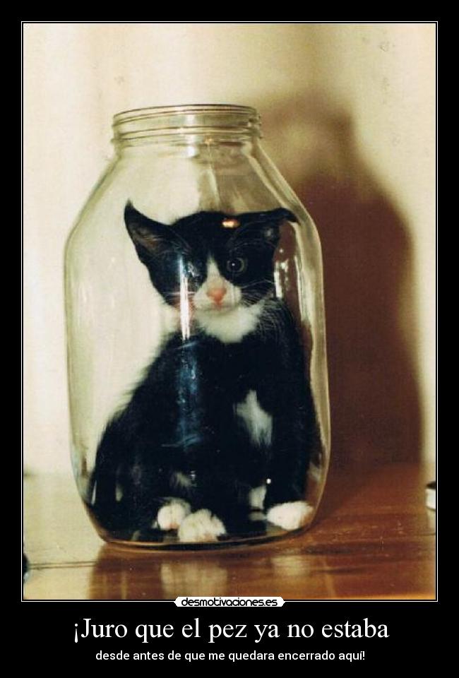 ¡Juro que el pez ya no estaba -