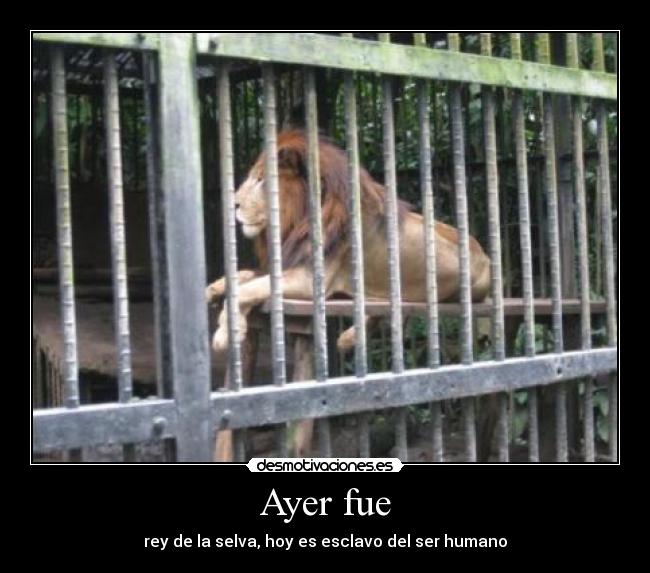 Ayer fue - rey de la selva, hoy es esclavo del ser humano