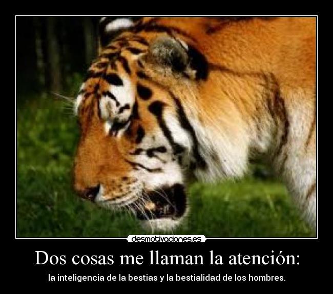 Dos cosas me llaman la atención: - la inteligencia de la bestias y la bestialidad de los hombres.