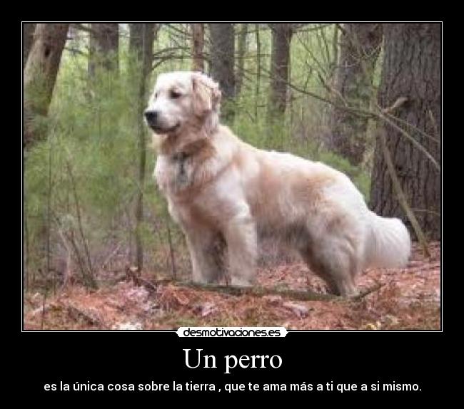 Un perro - es la única cosa sobre la tierra , que te ama más a ti que a si mismo.