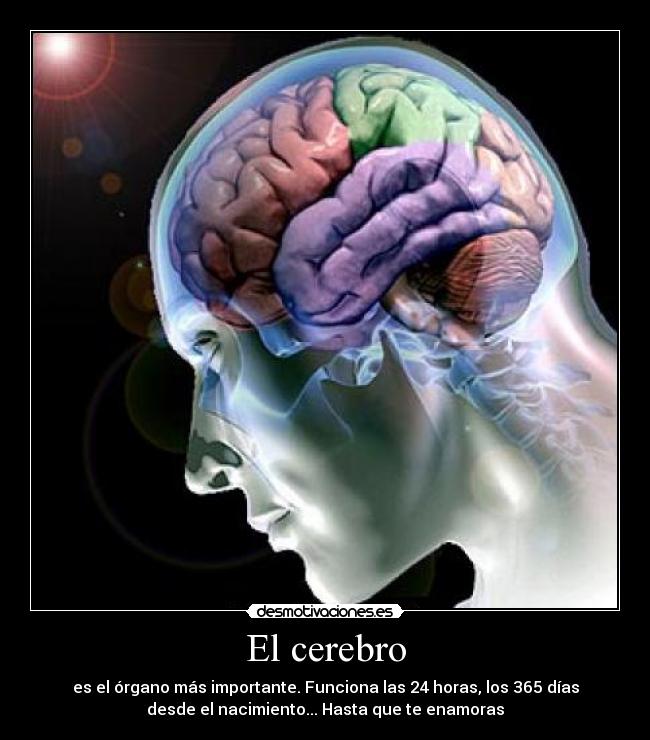 El cerebro - es el órgano más importante. Funciona las 24 horas, los 365 días
desde el nacimiento... Hasta que te enamoras