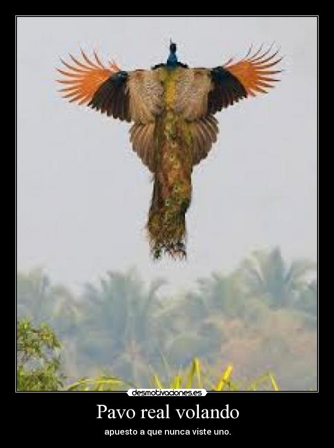 Pavo real volando - 