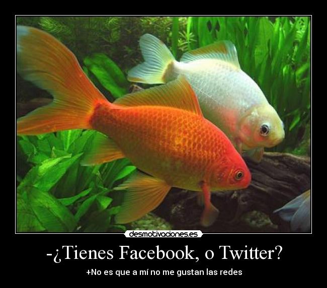 -¿Tienes Facebook, o Twitter? - 