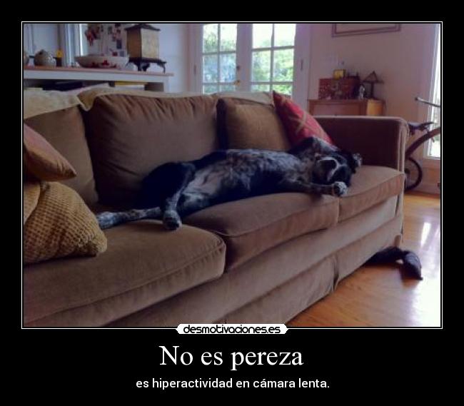 No es pereza - es hiperactividad en cámara lenta.