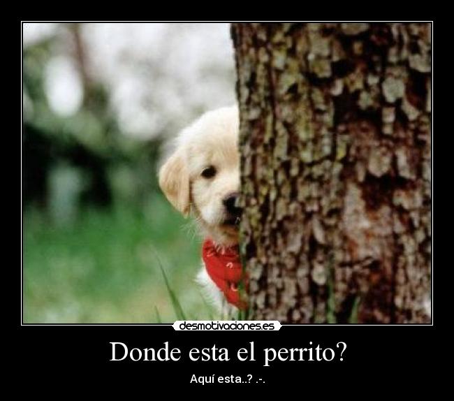 Donde esta el perrito? - Aquí esta..? .-.