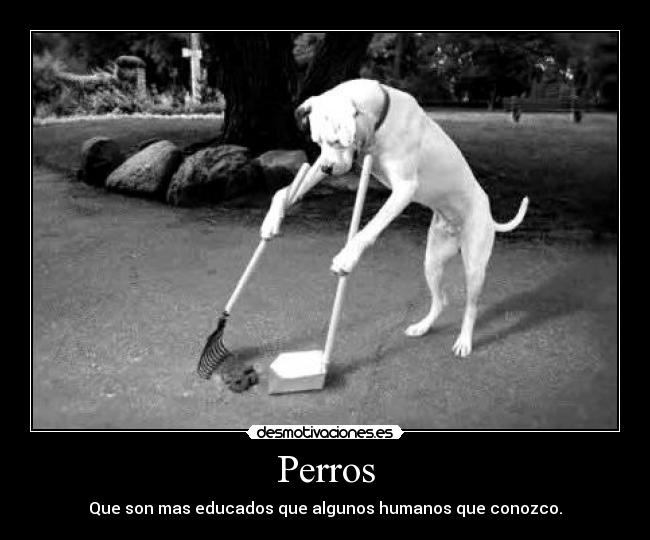 Perros - Que son mas educados que algunos humanos que conozco.