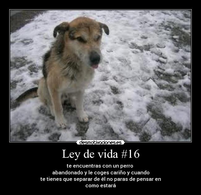 Ley de vida #16 - 