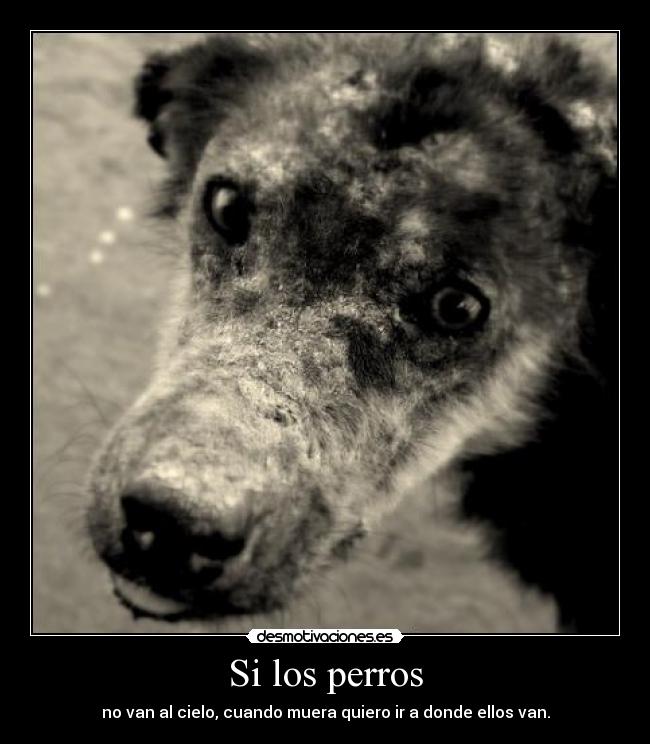 Si los perros - no van al cielo, cuando muera quiero ir a donde ellos van.