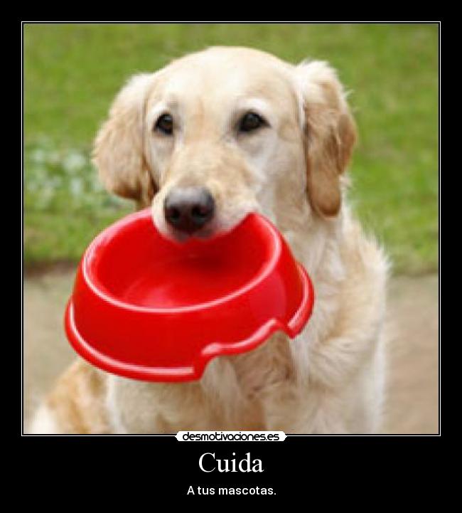 Cuida - 