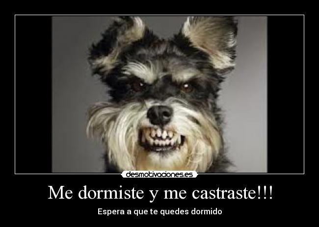 carteles perro poseido venganza colmillos desmotivaciones