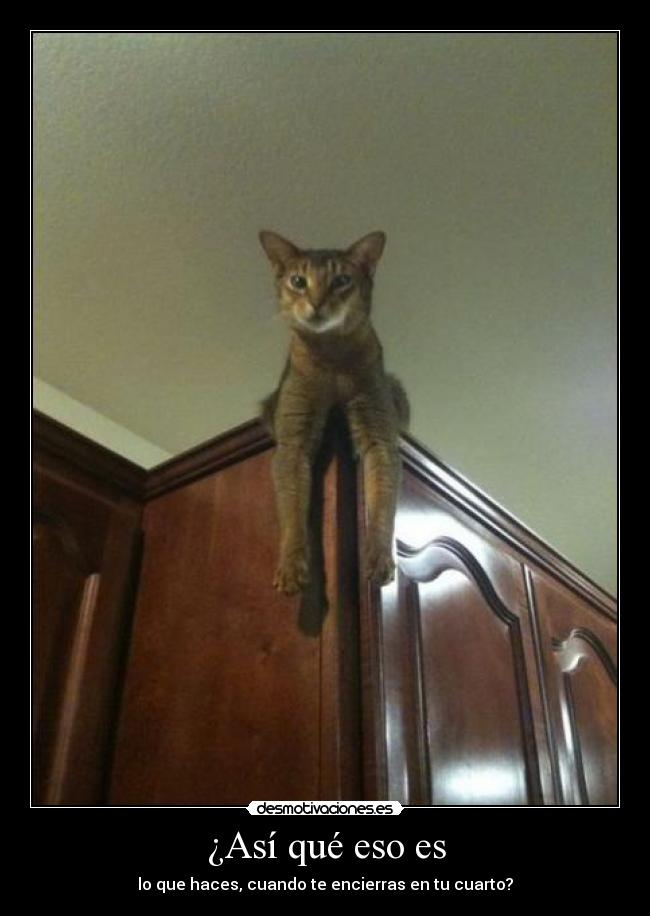 ¿Así qué eso es -