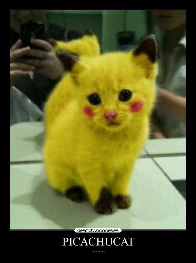 PICACHUCAT - `````````