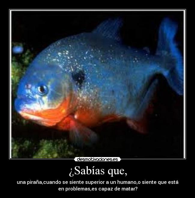 ¿Sabías que, - una piraña,cuando se siente superior a un humano,o siente que está
en problemas,es capaz de matar?