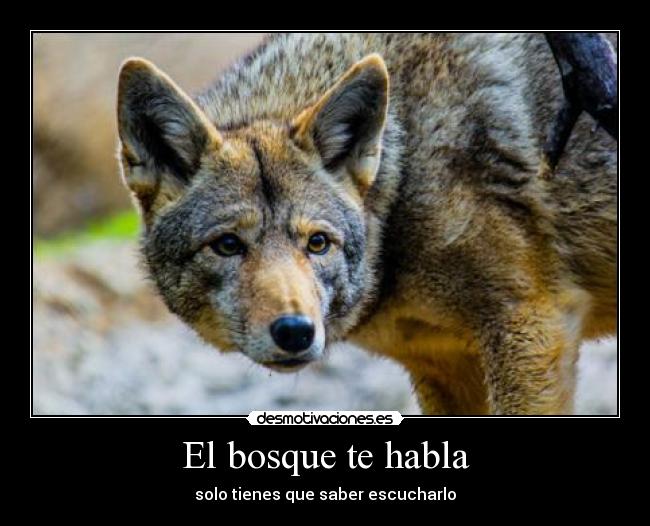 El bosque te habla - 