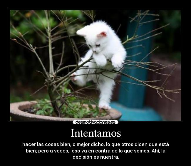 carteles escoger entre que esta bien que quieres desmotivaciones