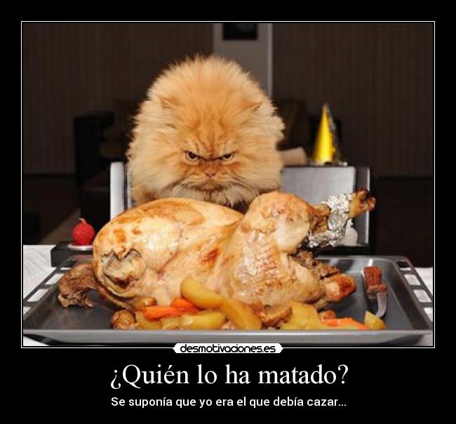 carteles gato desmotivaciones