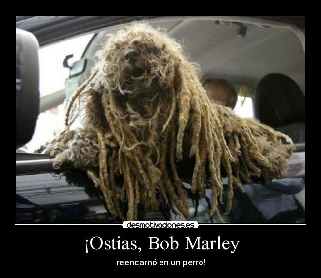 ¡Ostias, Bob Marley -