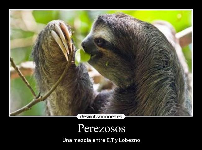 Perezosos -